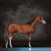Horse Color:White Spotted Bay Sabino Rabicano  and Bay Sabino 