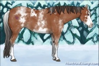 Horse Color:Bay Sabino  and White Spotted Bay Sabino 