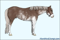 Horse Color:Silver Black Sabino Rabicano