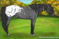Horse Color:Blue Roan Appaloosa 