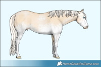 Horse Color:White Spotted Silver Buckskin Pearl Dun