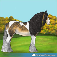 Horse Color:Buckskin Splash Tobiano 