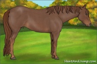 Horse Color:Red Roan