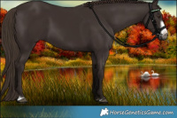 Horse Color:Liver Chestnut Frame 