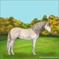 Horse Color:Perlino Sabino 