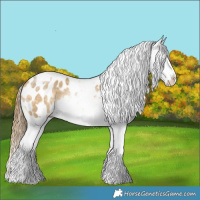 Horse Color:Buckskin Dun Splash Tobiano Blanket Rabicano 