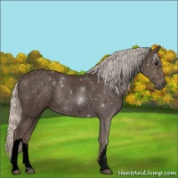 Horse Color:Void Silver Blue Roan 