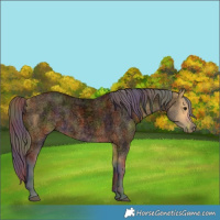 Horse Color:Void Nacre Buckskin Roan 