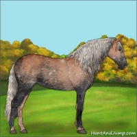 Horse Color:Void White Spotted Silver Bay Roan 