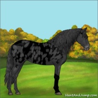 Horse Color:Void Black Appaloosa 