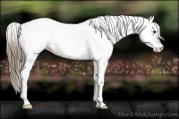 Horse Color:Buckskin Appaloosa 