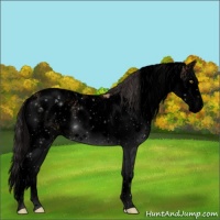 Horse Color:Void Amber Champagne Sabino