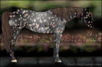Horse Color:Void Amber Champagne Sabino Near Leopard 