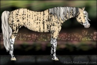 Horse Color:Void Silver Classic Champagne Dun Sabino Splash  and Silver Amber Cream Champagne Dun Splash 