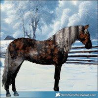 Horse Color:Void Silver Bay Sabino 
