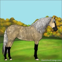 Horse Color:Void Silver Buckskin Roan Splash 