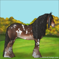 Horse Color:White Spotted Liver Chestnut