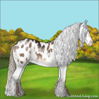 Horse Color:White Spotted Liver Red Dun Blanket Brindle 