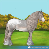 Horse Color:Liver Chestnut Appaloosa 