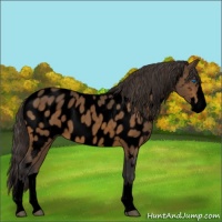 Horse Color:Void Buckskin Sabino Splash Near Leopard