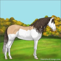 Horse Color:Amber Champagne Splash 