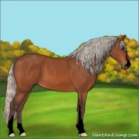 Horse Color:Void Silver Bay Sabino