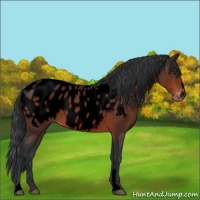 Horse Color:Void Brown Sabino Appaloosa 