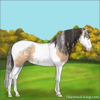 Horse Color:Amber Champagne Roan Splash Tobiano 