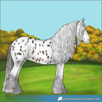 Horse Color:White Spotted Buckskin Sabino Splash Appaloosa 