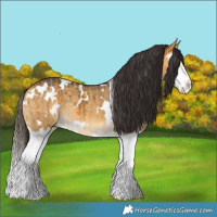 Horse Color:White Spotted Buckskin Dun Splash Brindle