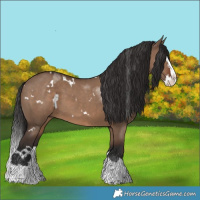 Horse Color:White Spotted Liver Red Dun Splash 