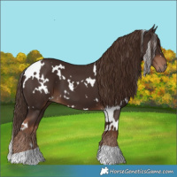 Horse Color:White Spotted Liver Chestnut 