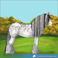 Horse Color:Brown Dun Sabino Appaloosa Rabicano 