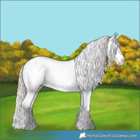 Horse Color:White Spotted Chocolate Palomino Dun Appaloosa Rabicano 