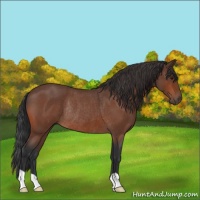 Horse Color:Brown Roan Rabicano 