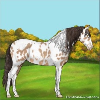 Horse Color:Amber Champagne Tobiano Leopard 
