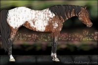 Horse Color:Amber Champagne Blanket  and Bay Tobiano Snowcap 