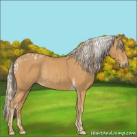 Horse Color:Sable Cream Champagne Tobiano Rabicano  and Palomino Rabicano 