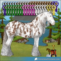Horse Color:Chestnut Sabino Appaloosa Rabicano  and Liver Red Dun Sabino Appaloosa 