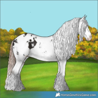 Horse Color:White Spotted Liver Chestnut Appaloosa 