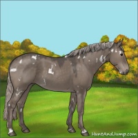 Horse Color:White Spotted Silver Grullo 