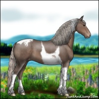 Horse Color:Silver Black Tobiano Appaloosa 