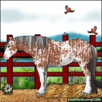 Horse Color:Bay Sabino  and Bay Sabino 