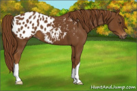 Horse Color:Gray Chestnut Appaloosa 