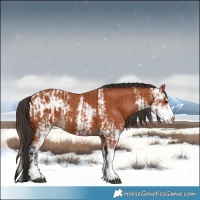 Horse Color:Bay Sabino  and Bay Sabino Appaloosa 