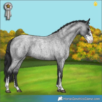 Horse Color:Blue Roan Sabino