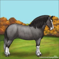 Horse Color:Smoky Blue Roan Splash 