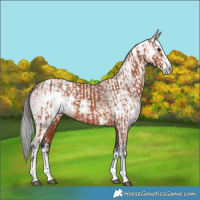Horse Color:Bay Sabino and Gray Bay Sabino