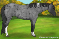 Horse Color:Blue Roan Tobiano 