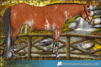 Horse Color:Bay Sabino  and Bay